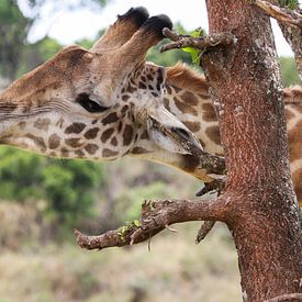 giraf von Linda van Herwijnen