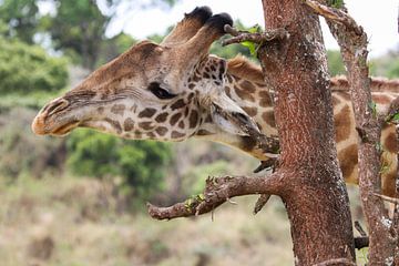 Giraffe in Tanzania van Linda van Herwijnen