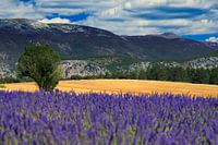 Lavendel in de Provence