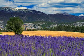 Lavender field in Provence by MARK.pix