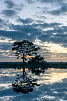 Baum auf dem Dwingelderveld