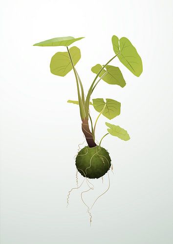 Hangende kokedama plant illustratie