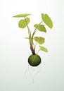 Hangende kokedama plant illustratie van Ebelien thumbnail