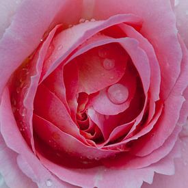 roos met water van Corné van Lammeren