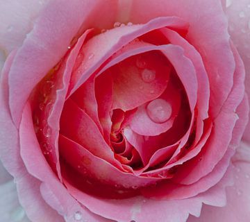 rose avec de l'eau sur Corné van Lammeren