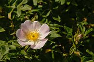 Rosa Multiflora von Kristof Lauwers Miniaturansicht