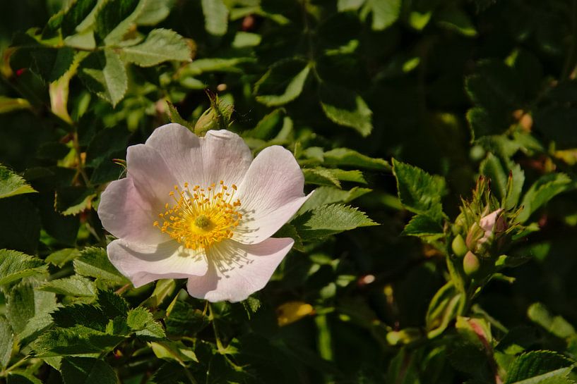 Rosa Multiflora von Kristof Lauwers