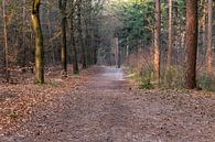 Bos in Lage Vuursche in maart van Jaap Mulder thumbnail