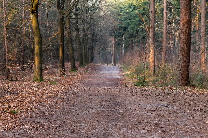 Bos in Lage Vuursche in maart van Jaap Mulder