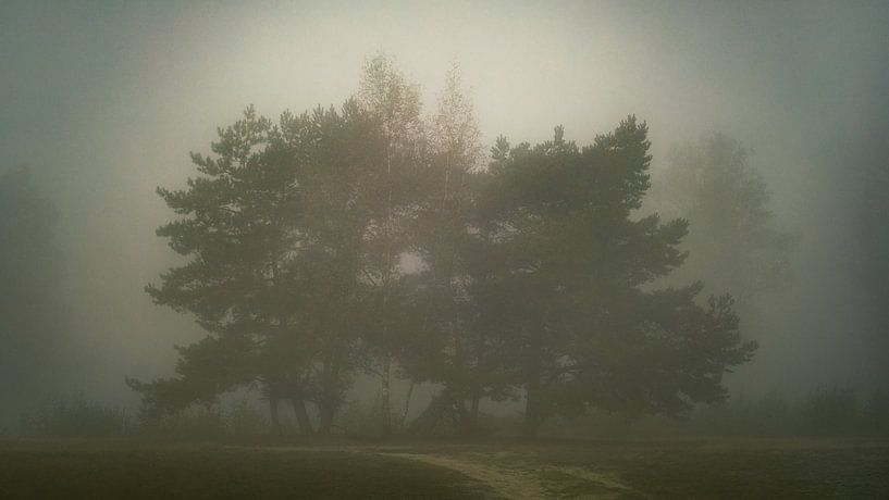 Foggy Forestry Dorst by Patrick Rosenthal
