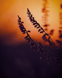 Bruyère du soir sur Judy Pietuszko