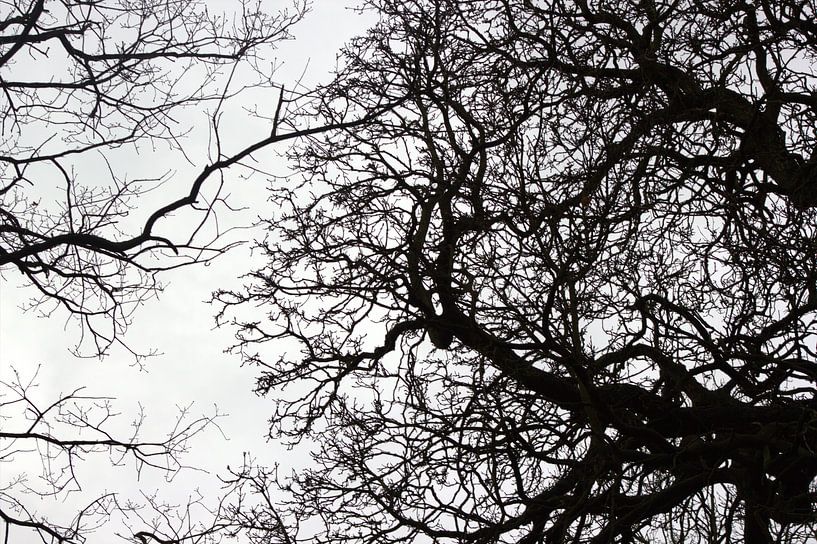 naked tree by Francisco de Almeida