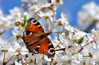 Schmetterling von Violetta Honkisz Miniaturansicht
