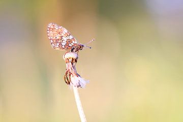 Silbermond in Morgenfarben