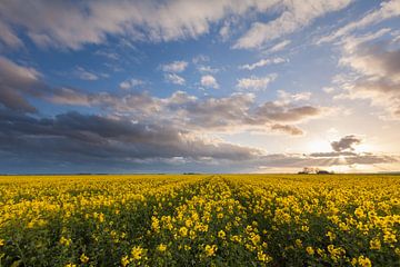 A field of rapeseed in Oostwold by Ron Buist