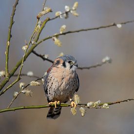 Crécerelle sur Karin van Rooijen Fotografie