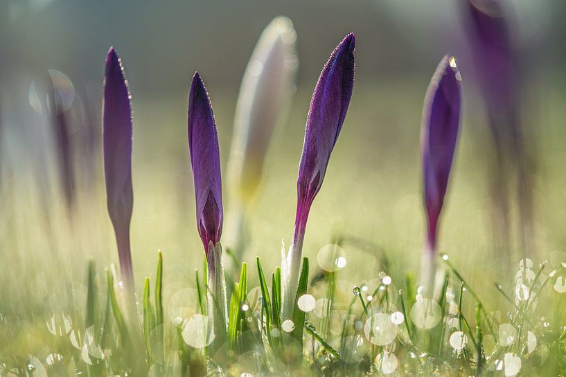 Crocus in the morning by Martin Podt