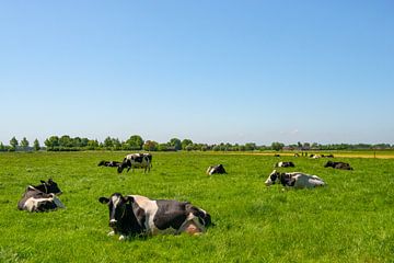 Koeien in de wei in de zomer van Sjoerd van der Wal