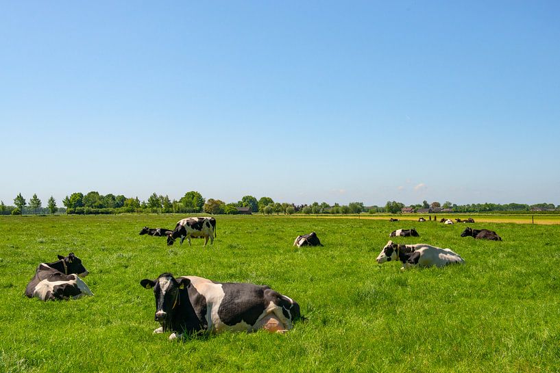 Kühe auf einem Feld im Sommer von Sjoerd van der Wal Fotografie