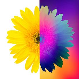 Tag und Nacht von Harry Hadders Design