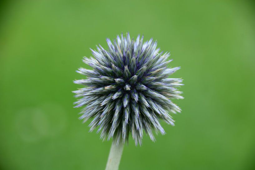 Distel par Onno Smit