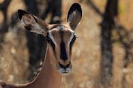 Black-faced impala in Namibia von P Design Miniaturansicht