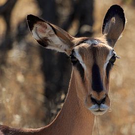 Black-faced impala in Namibia van P Design