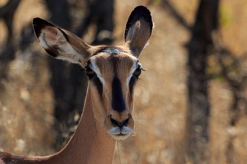 Black-faced impala in Namibia