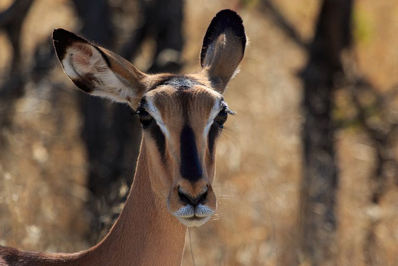 Black-faced impala in Namibia von P Design