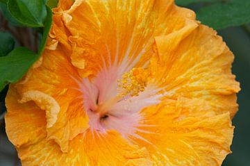 Hibiscus geel met wit van Ivonne Fuhren- van de Kerkhof