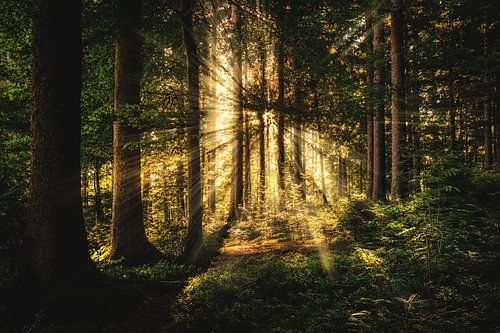 Die Sonne durch den Wald