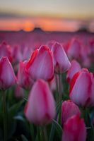 tulpen