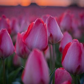 tulpen van Sebastian Stef