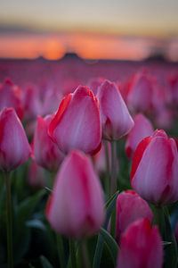 Tulpen von Sebastian Stef