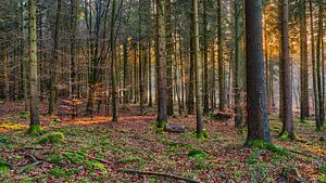 Lichtspuren im Herbstwald