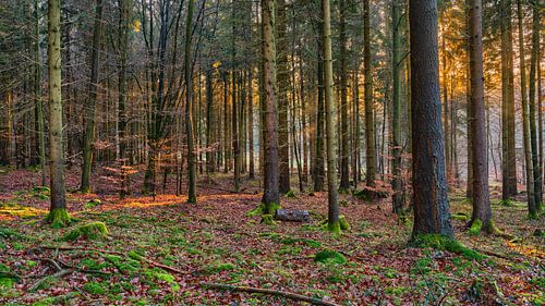 Traces of light in the autumn forest