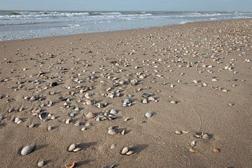 Muscheln und Sand an der Nordsee von Henk Hulshof