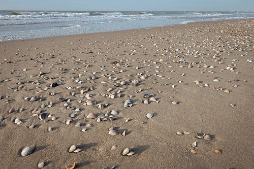 Muscheln und Sand an der Nordsee