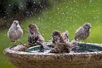Sparrows in bath