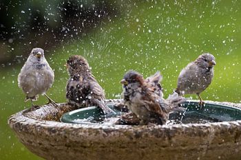 Moineaux dans le bain