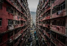Hong Kong Urban Jungle