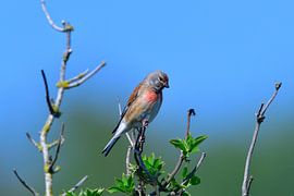 Bluthänfling Männchen von Karin Jähne