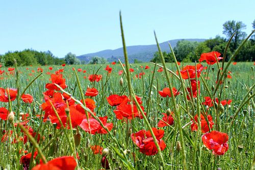 Klaproos II von Jewel Morgan