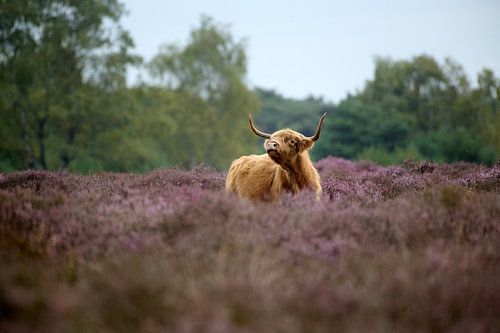 Scottish Highlander bellowing among the purple heather