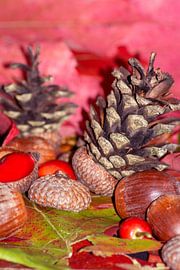 Hazelnuts in arbores autumnales
