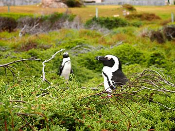 Pinguine in Südafrika van Patrick Hundt