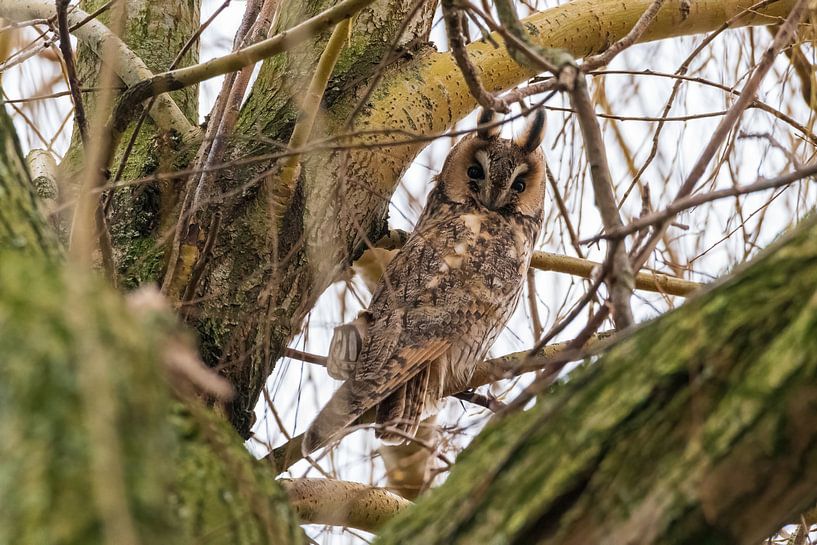 Long-eared owl in the wind by Merijn Loch