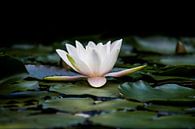 the water lily van Koen Ceusters thumbnail