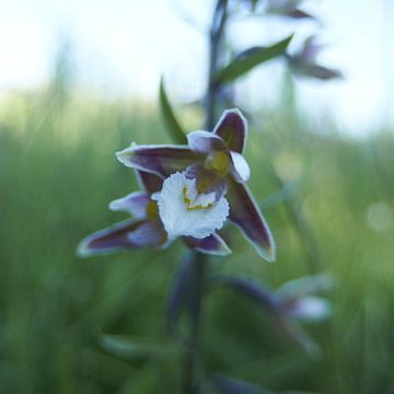 Wilde orchidee van Erik Reijnders