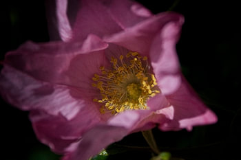 roze roos